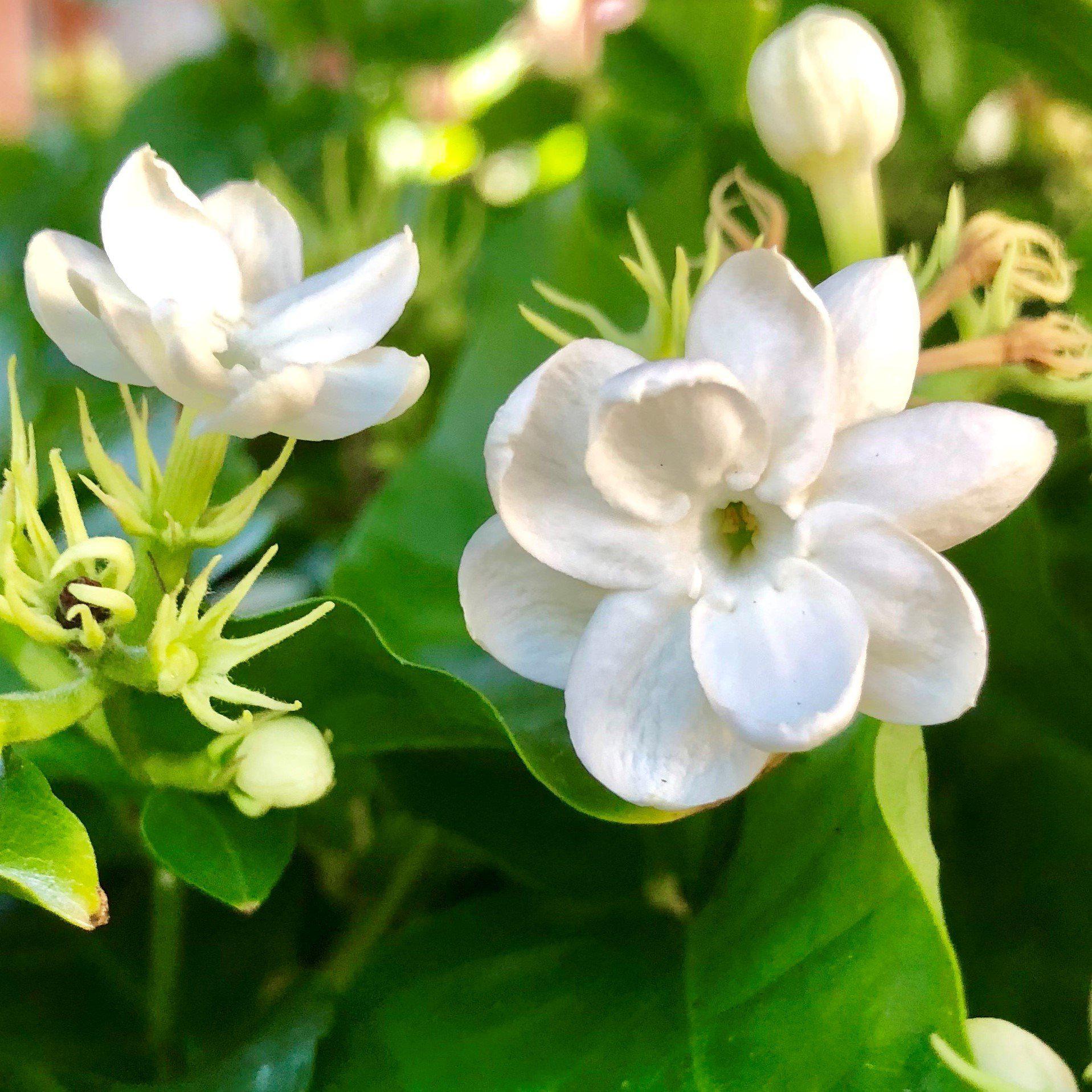 sampaguita plant care indoors Jasmine