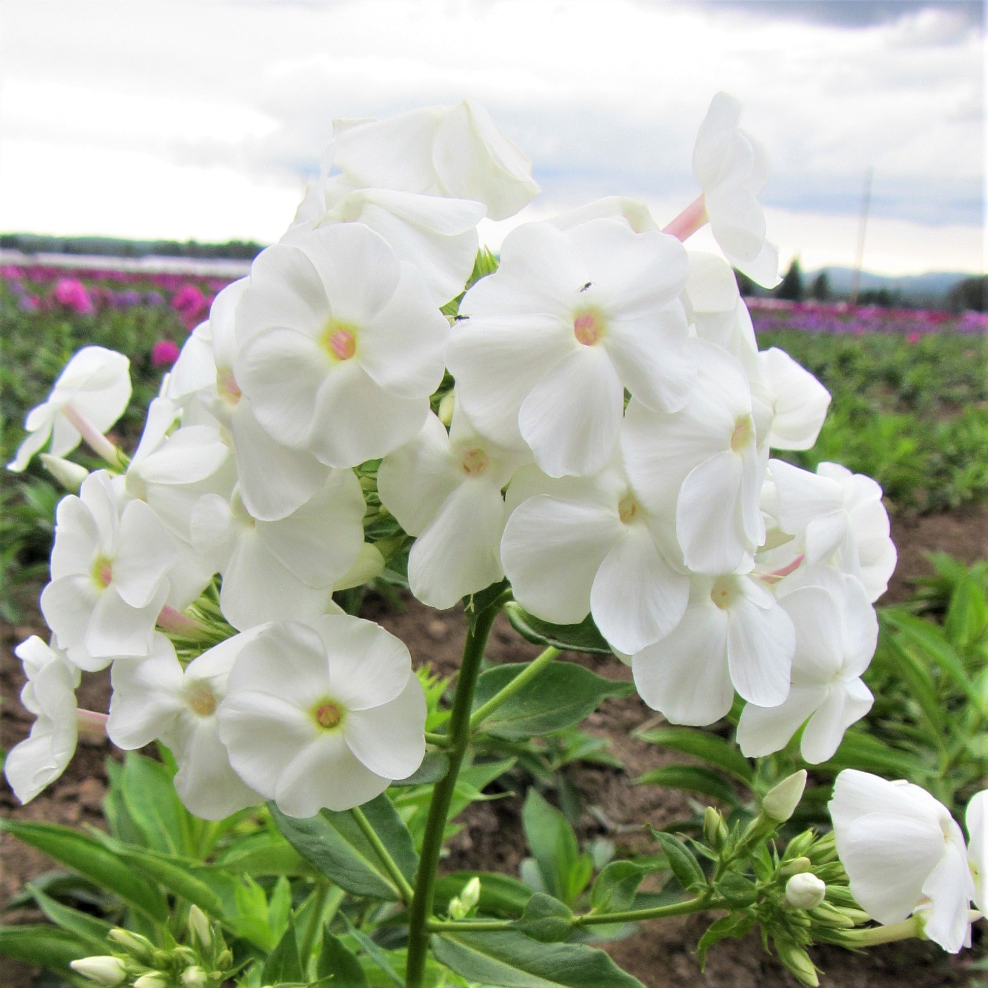 A Cluster of White "David" Phlox