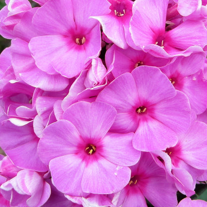 A cluster of pink "Eva Cullum" Phlox