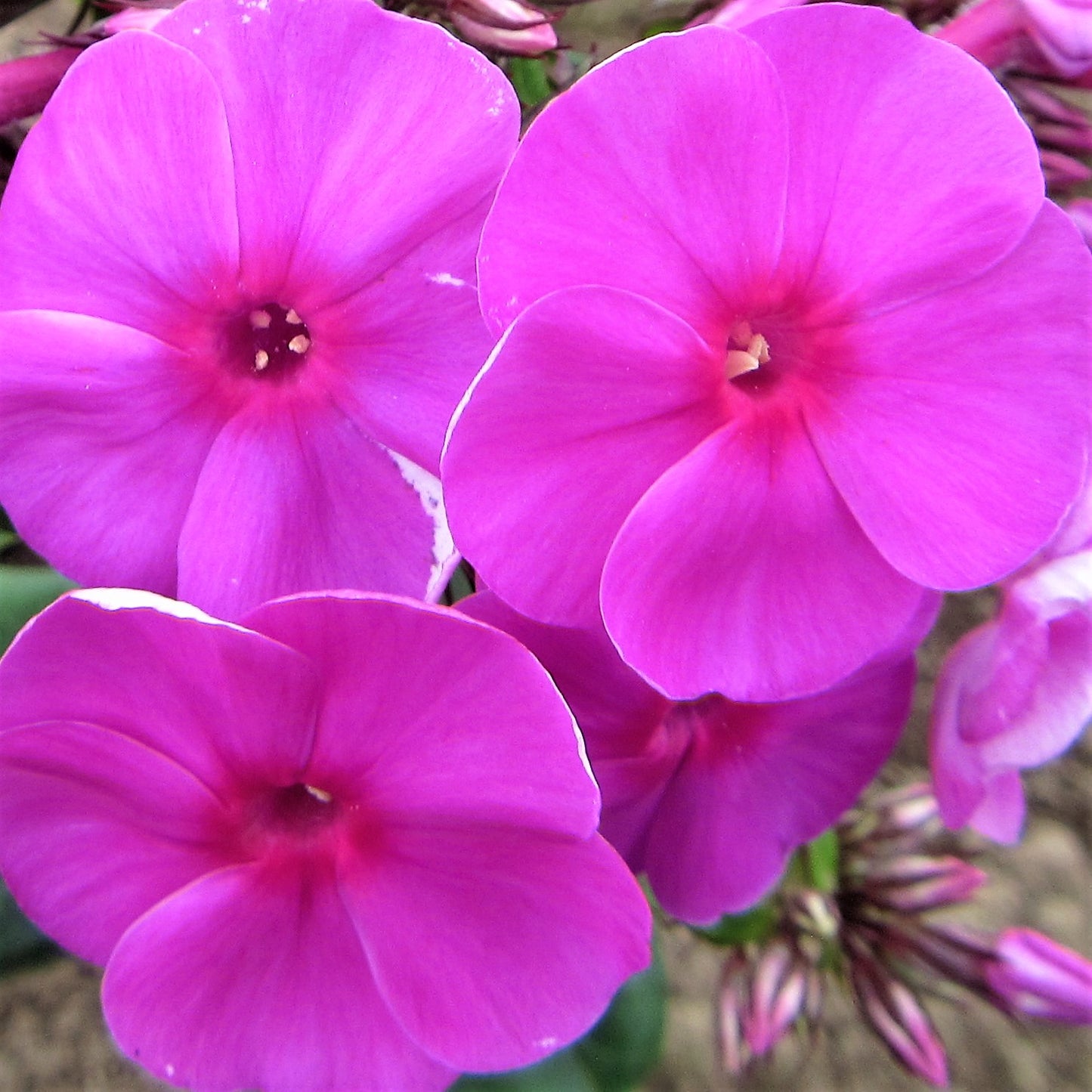 An up-close view of the bold "Purple Flame" Phlox