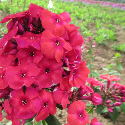 Blazing Red Blooms of the "Red Flame" Phlox