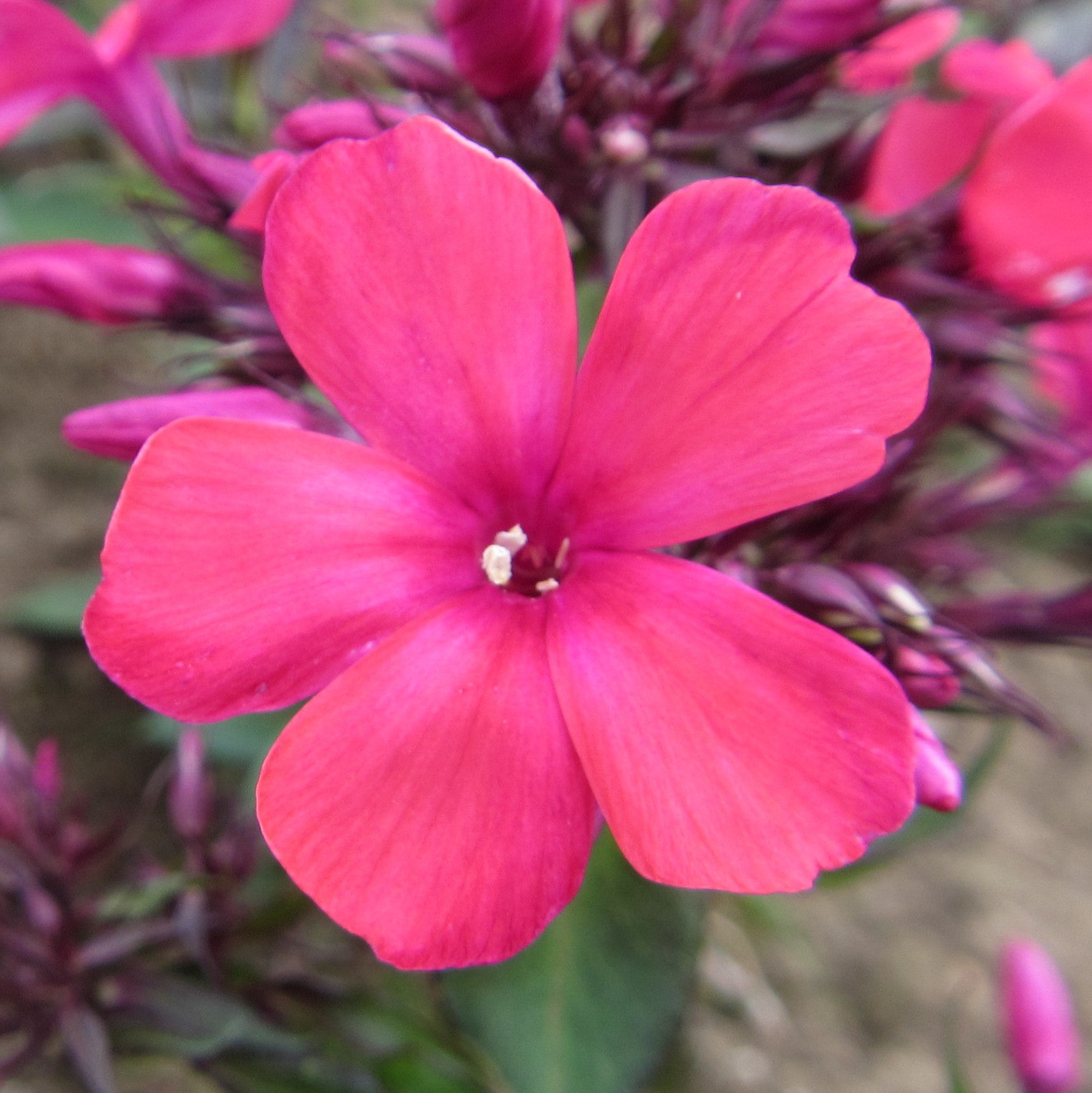 Bright Beautiful "Starfire" Phlox Flower