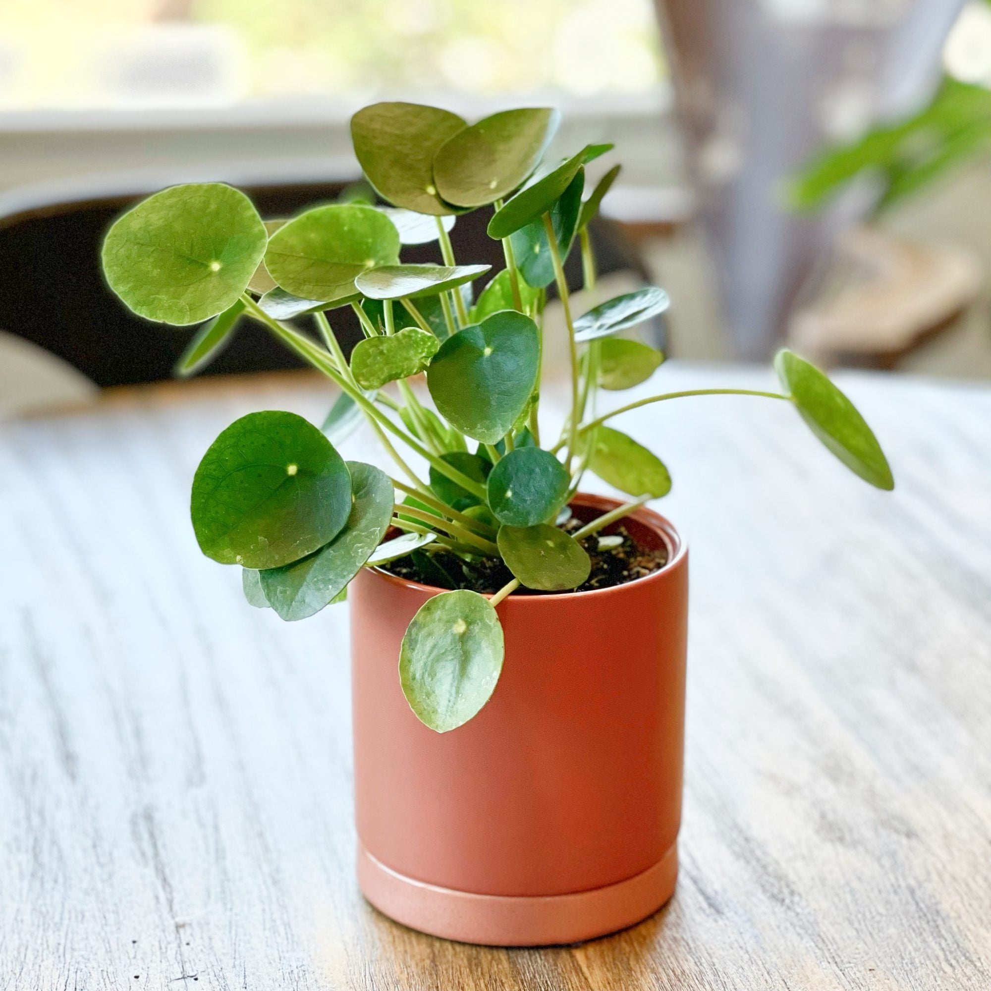 money plant.com Pilea