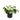 Pilea - Chinese Money Plant Houseplant