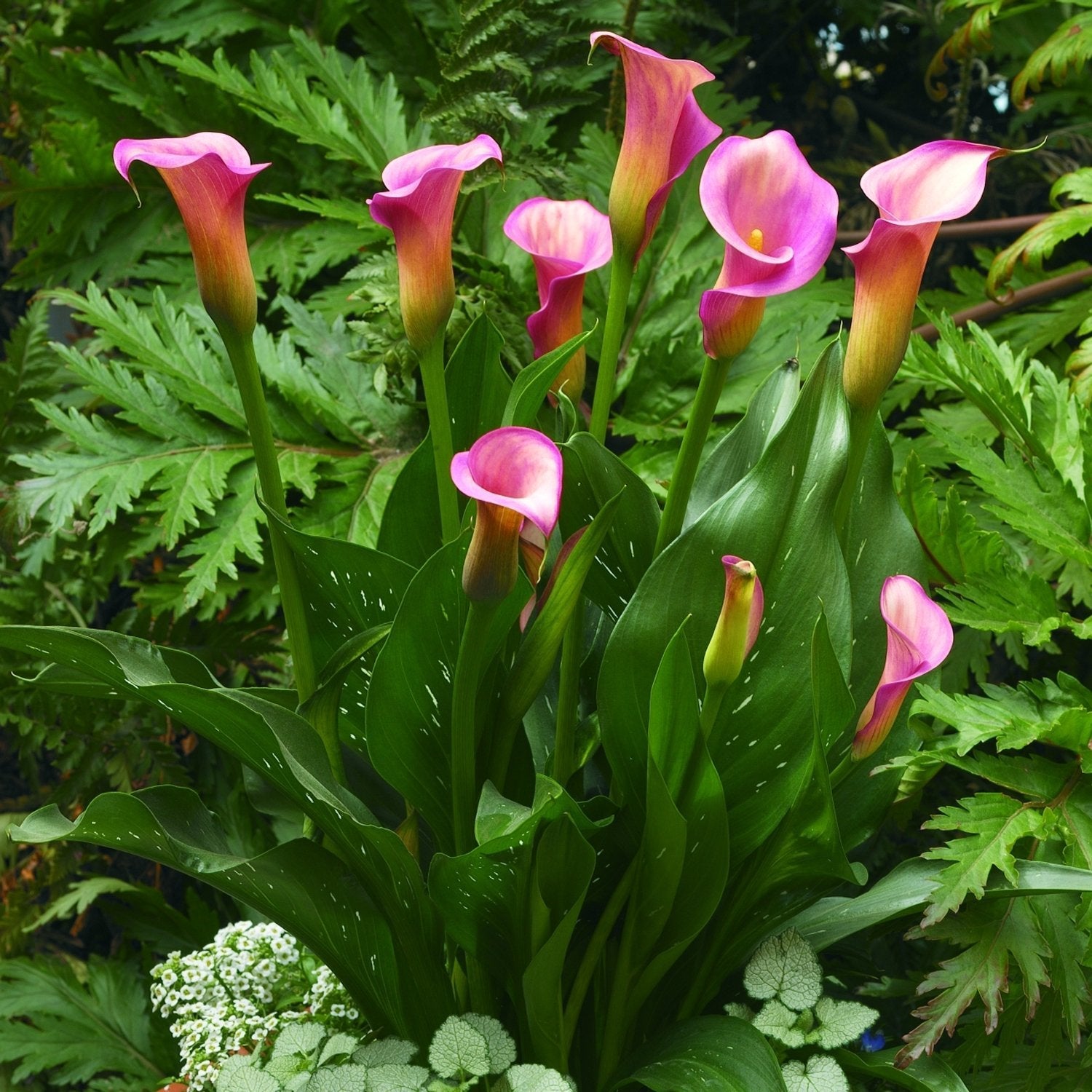 calla lily garden plant Pink Calla Lily Bulbs For Sale
