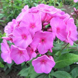 Phlox "Flame Pink" produces masses of bright pink, fragrant blooms on compact, bushy plants just 28 inches talll