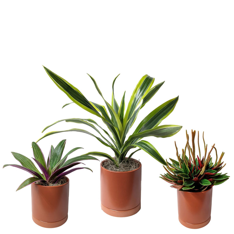 Pop of Color Houseplant Collection