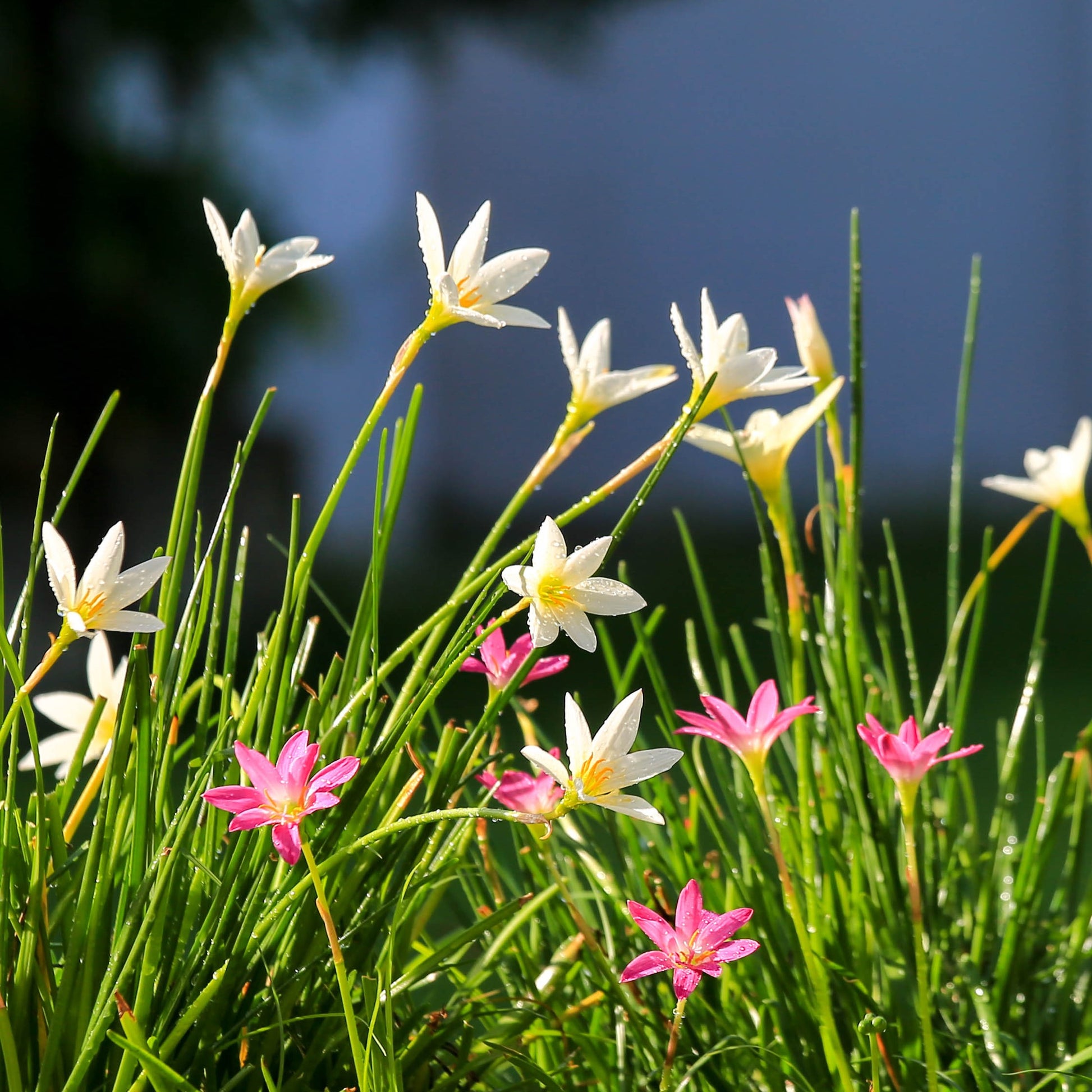 A Collection of Little Pink and White Rain Lily Blooms