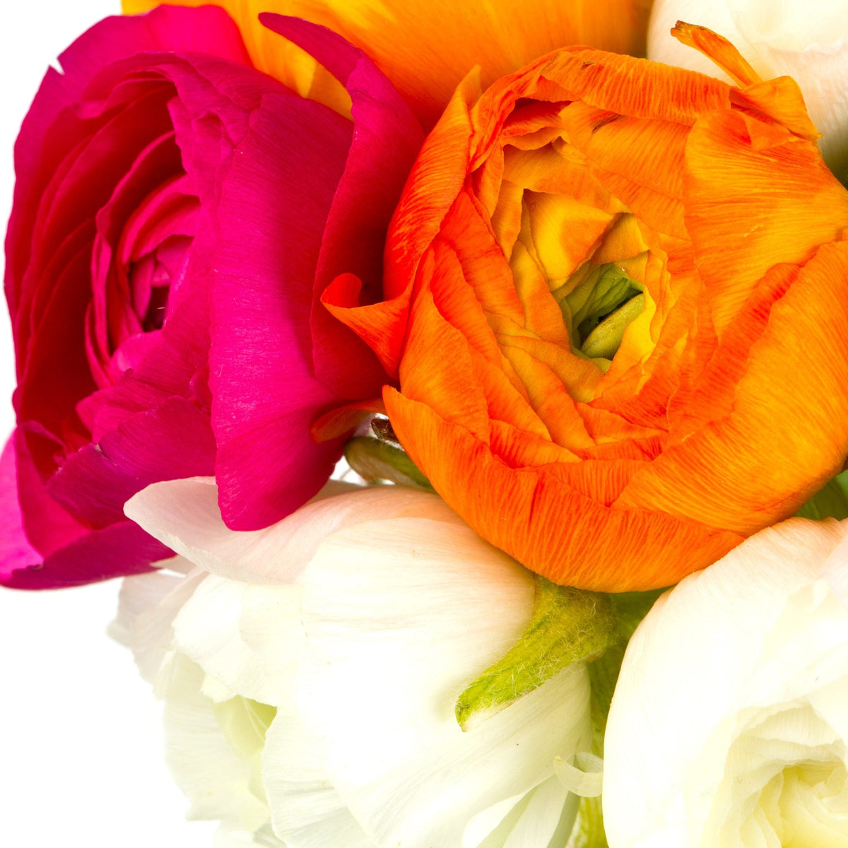 ranunculus rose, white and oranges