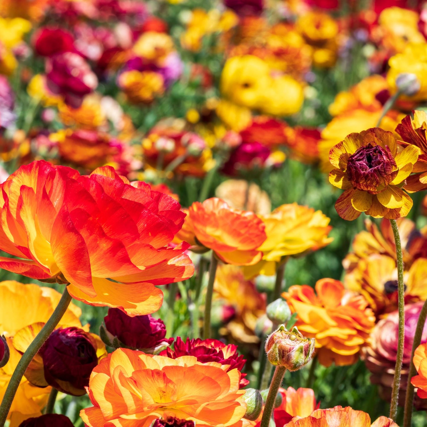 Ranunculus Picotee Colors