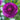Purple Ranunculus Flower