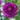 Purple Ranunculus Tecolote Bloom