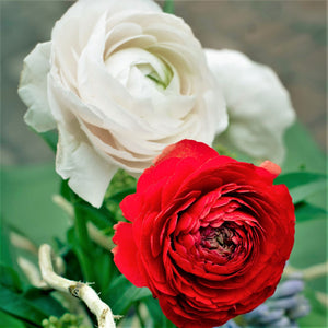 Red and White Ranunculus Blooms