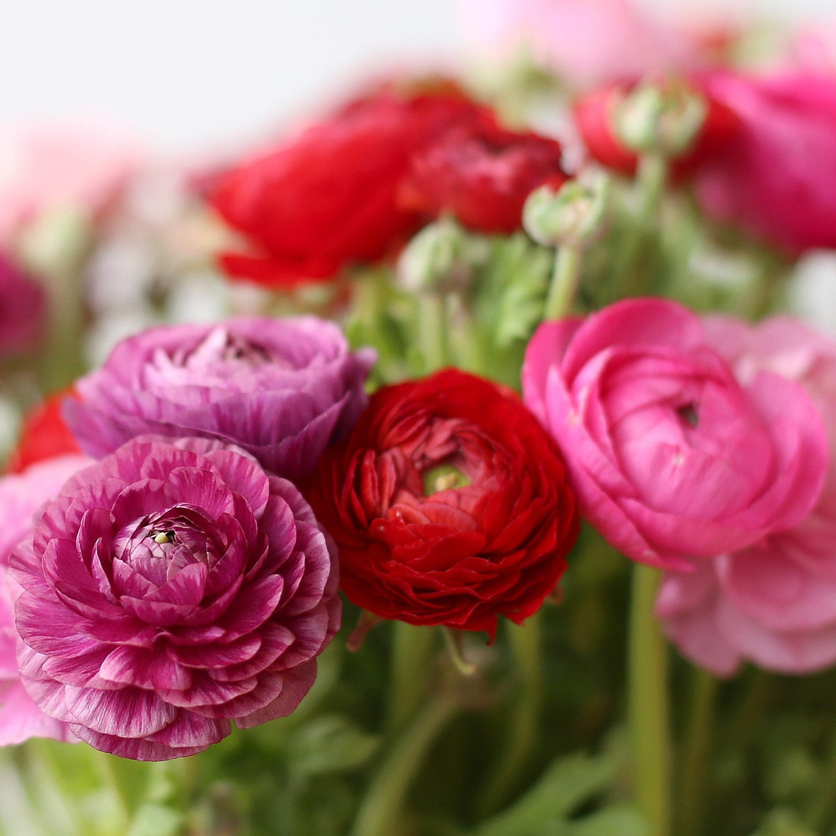 mix of ranunculus flowers in pink, purple and red