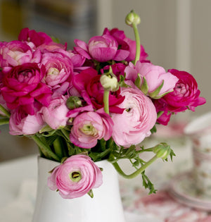 Ranunculus - Tecolote Very Berry Collection