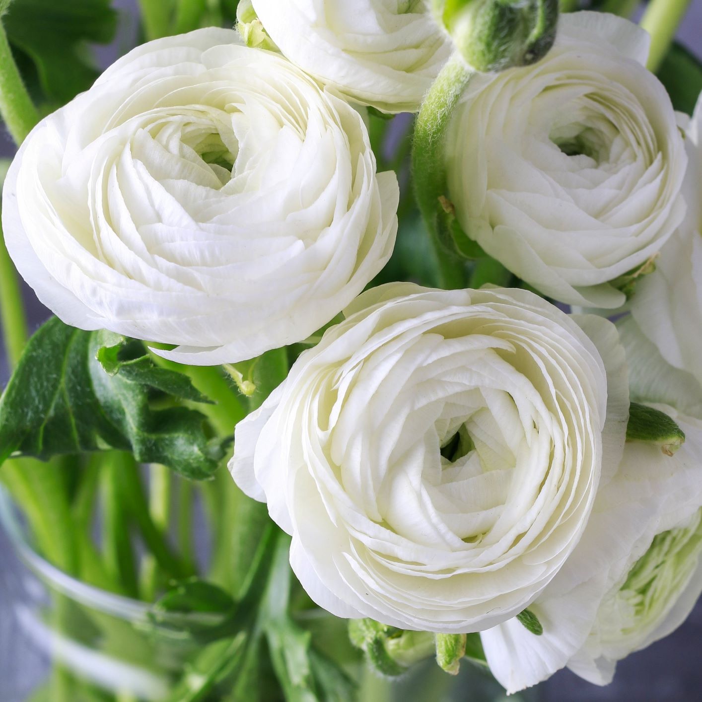 White Ranunculus Tecolote Flowers