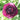 Purple Ranunculus Flower Top View