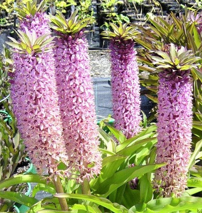 Gorgeous Light Pink and Purple Blooms of the 