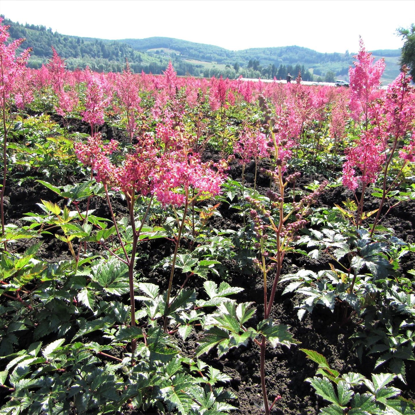 A Field Full of Pink Astilbe