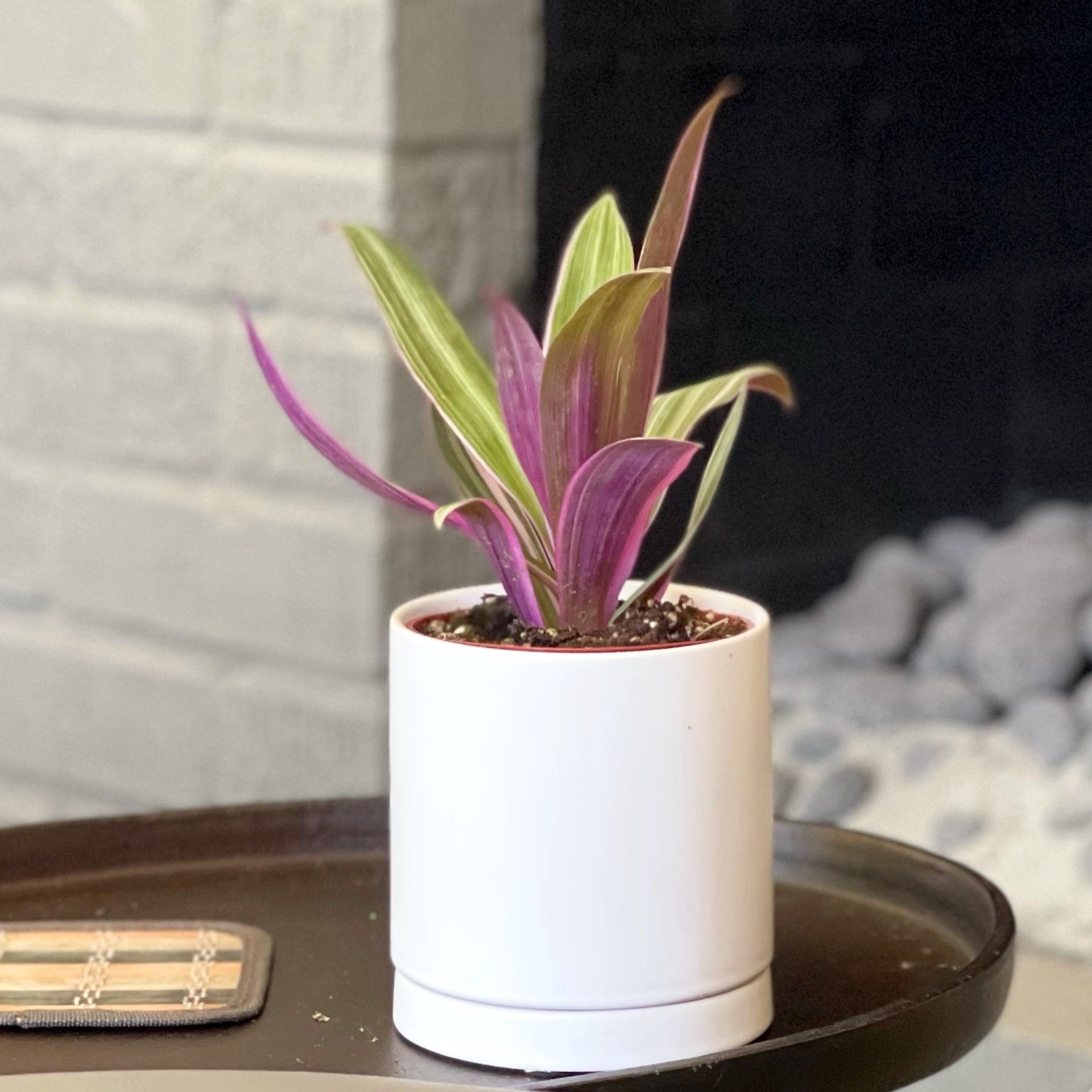 rhoeo plant indoor or outdoor Colorful Houseplants for Sale