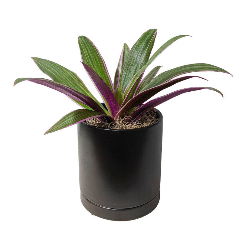 rhoeo tricolor houseplant in a black opot