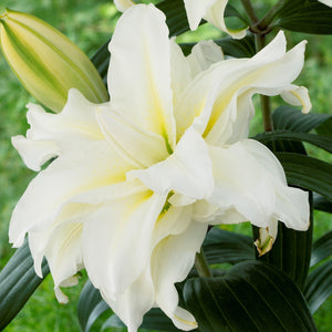 White double bloom lily