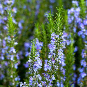 Tuscan Blue Rosemary in a field