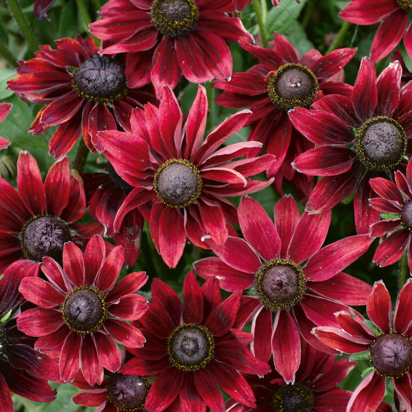 Rudbeckia Cherry Brandy forms marron red daisy-like flowers with ray-like petals and purplish-black eye