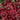 Rudbeckia Cherry Brandy forms marron red daisy-like flowers with ray-like petals and purplish-black eye