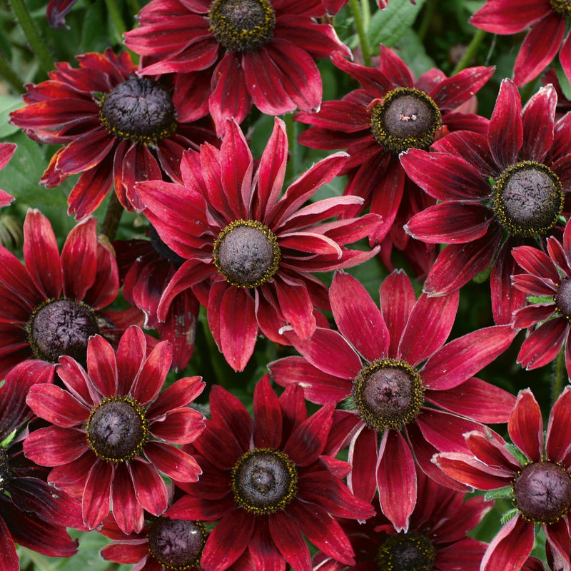 Rudbeckia Cherry Brandy forms marron red daisy-like flowers with ray-like petals and purplish-black eye