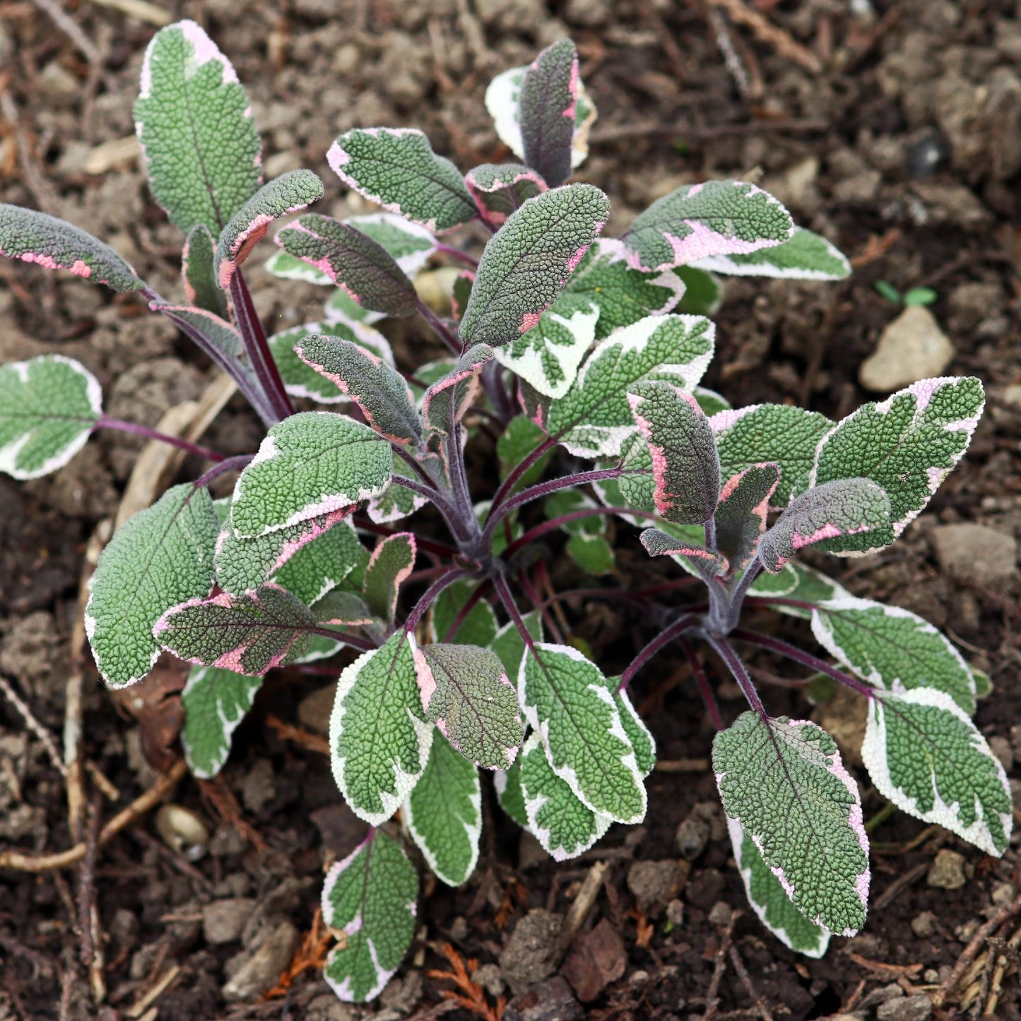 Tricolor Sage