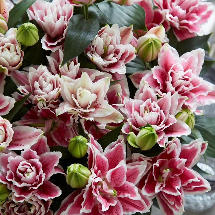 Pink and White Lilies without pollen