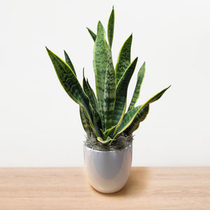 Sansevieria Snake Plant in a White Classic Pot