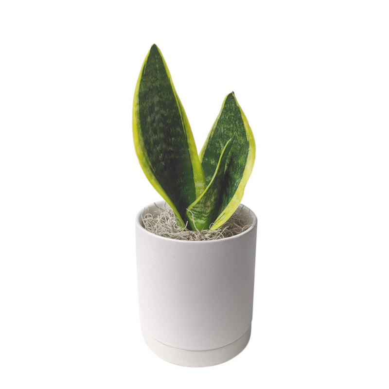 snake plant in a white ceramic pot