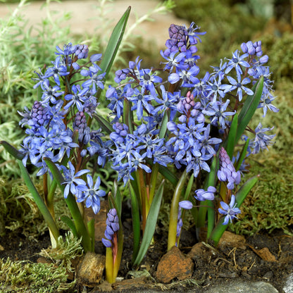 Scilla Bifolia Blue Flowers