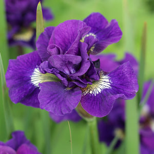 purple iris kaboom
