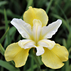 Two-Toned Yellow and White "Butter and Sugar" Siberian Iris