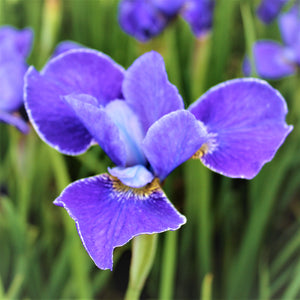 Silvery Blue Bloom of the "Silver Edge" Siberian Iris