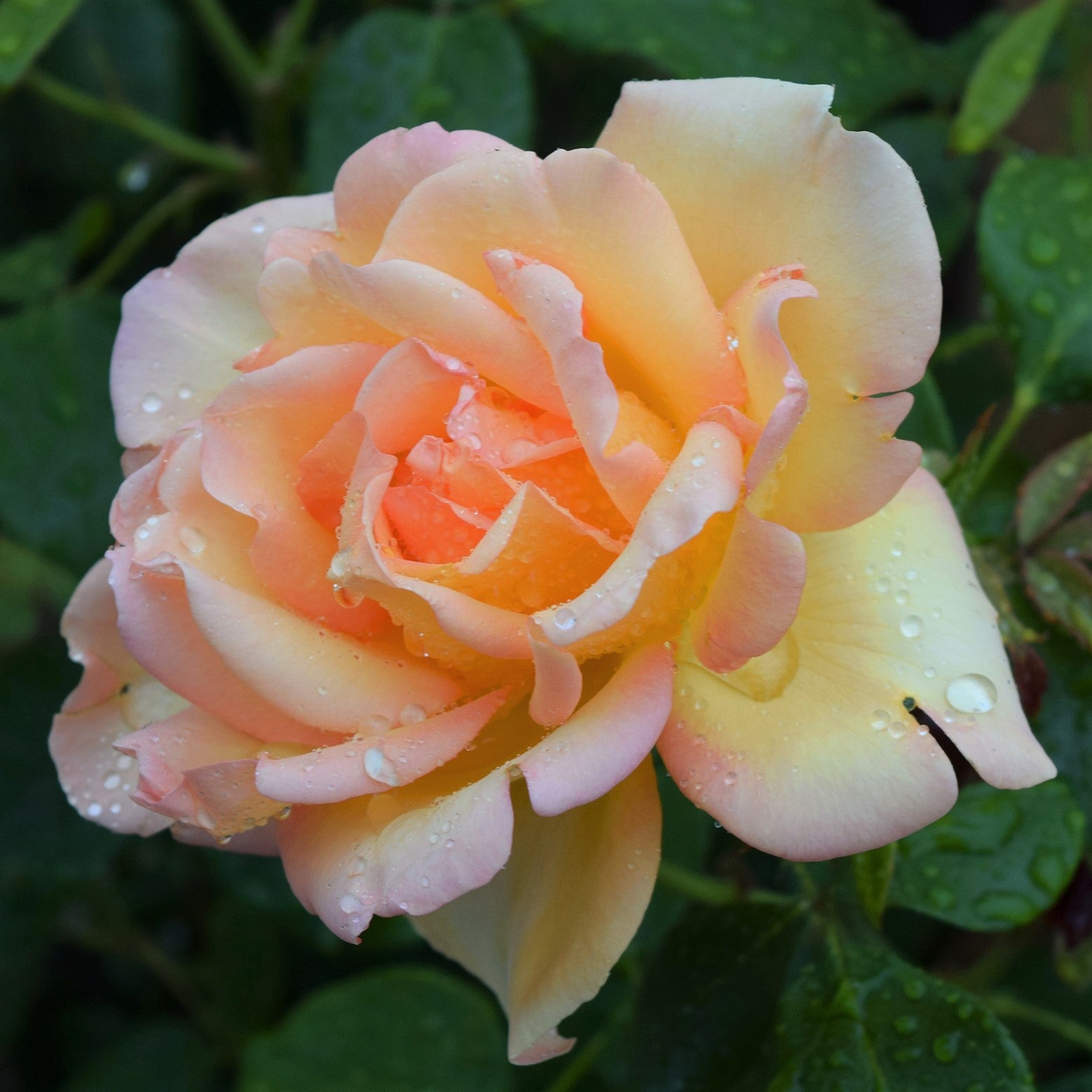 Angelus Styles - Smooth gradients and awesome depth on these roses