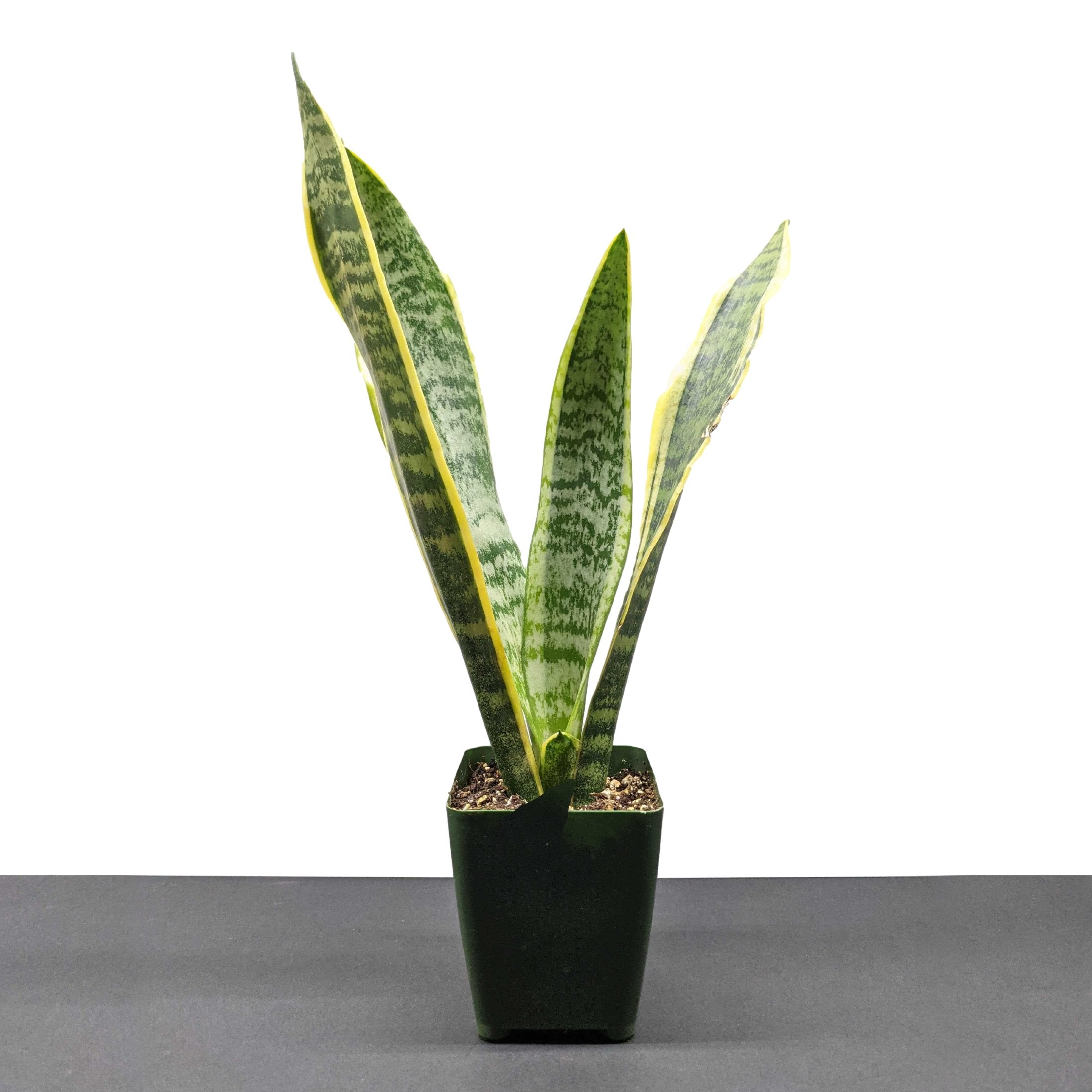 snake plant bulbs Sansevieria