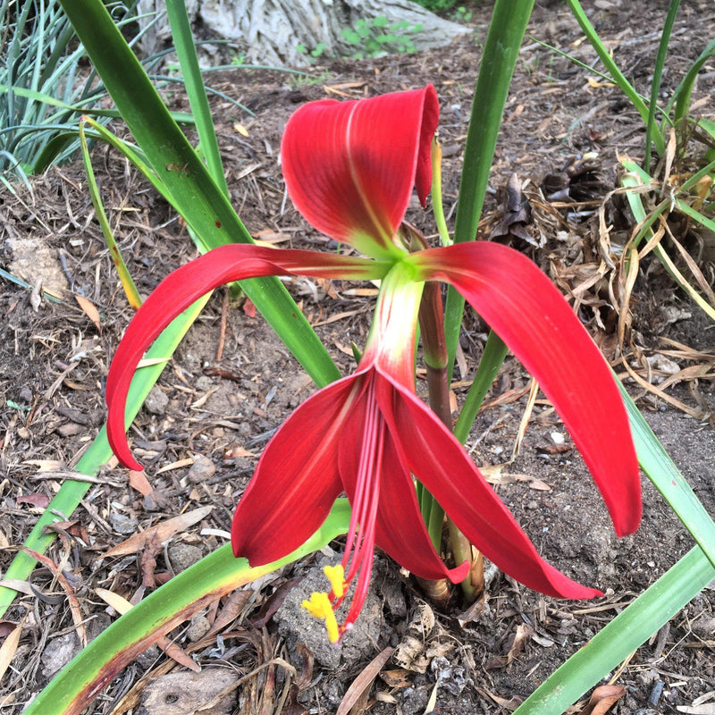 Strange, Yet Captivating Flower Form of the Aztec Lily