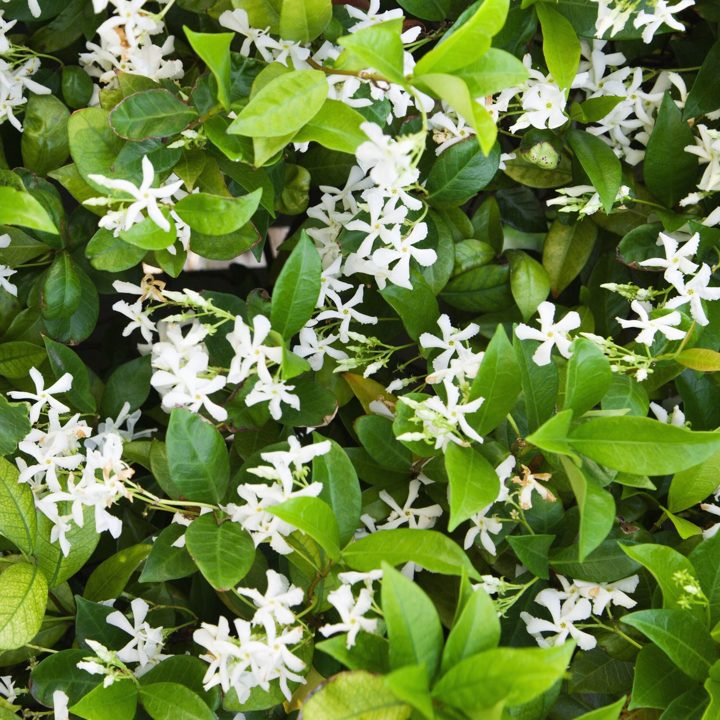 Jasmine - Star Confederate Potted Plant