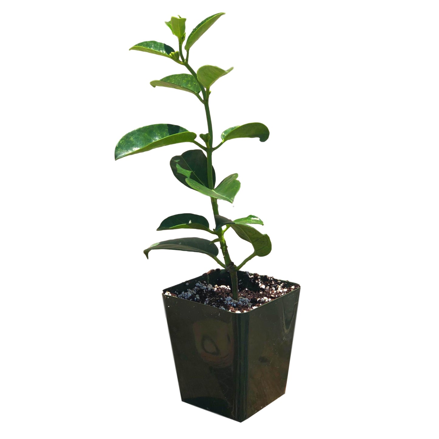 Jasmine - Stephanotis Madagascar 2 Pack