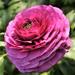 Magenta Hued Italian Ranunculus Success Renoir Bloom