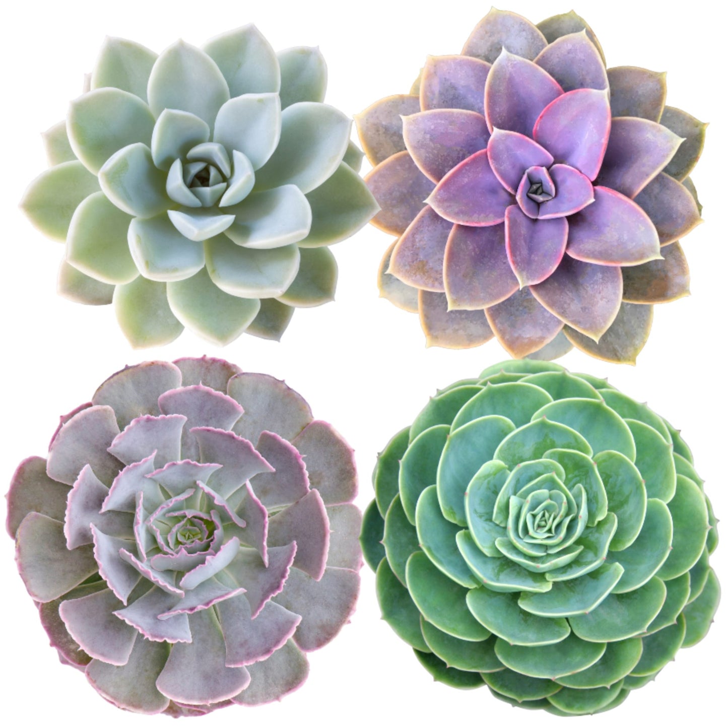 succulent rosettes mix