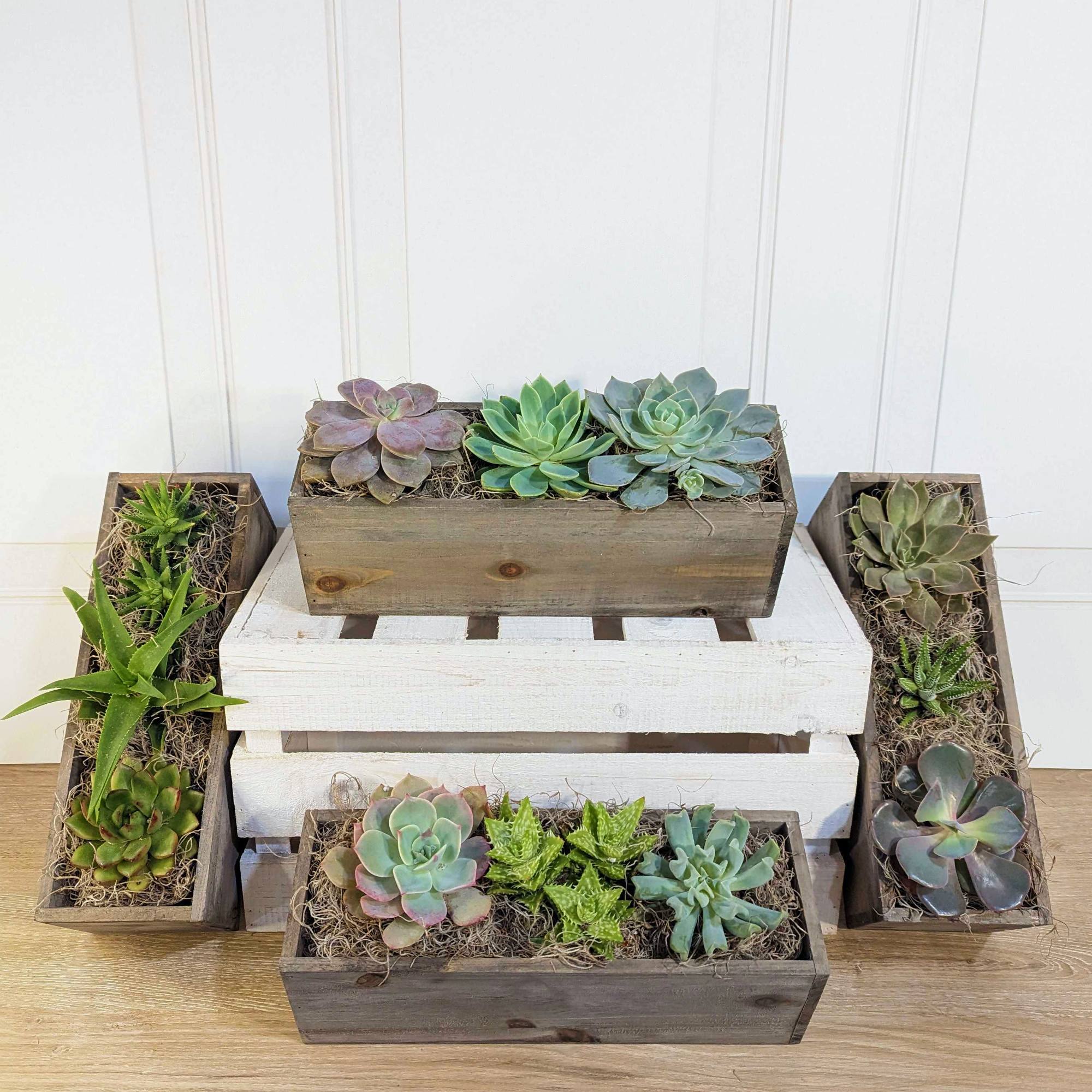 succulent pallet planter Succulent Trio in Natural Wood Planter – Easy To Grow Bulbs