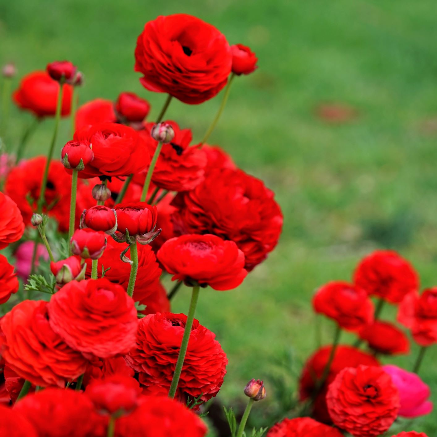 Fiery Red Ranunculus