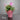 Thanksgiving Holiday Cactus with Light Pink Blooms