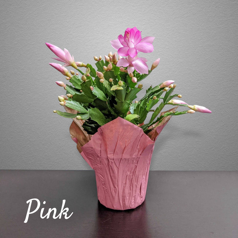 Thanksgiving Holiday Cactus with Light Pink Blooms