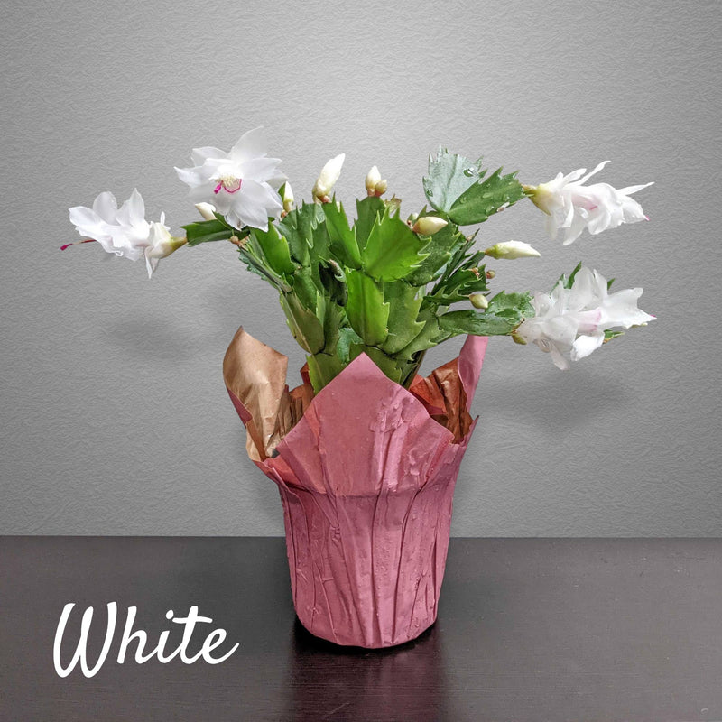 Thanksgiving Holiday Cactus with White Blooms
